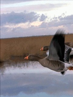 Animal Screensavers 0021